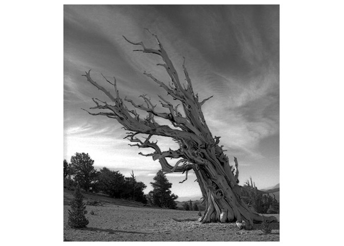 Bristlecone Ghost Tree one