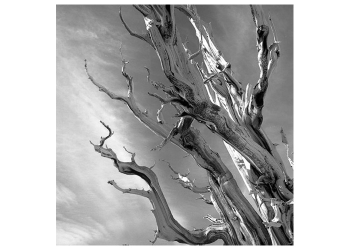 Bristlecone Ghost Tree two