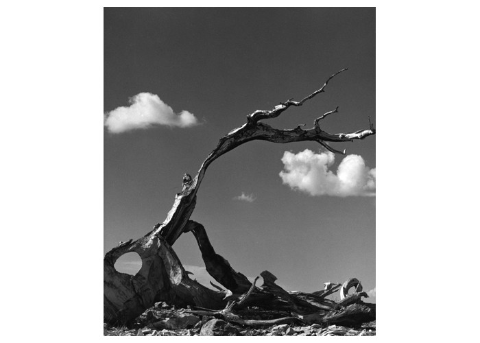 Crumbling Bristlecone Tree with Cloud