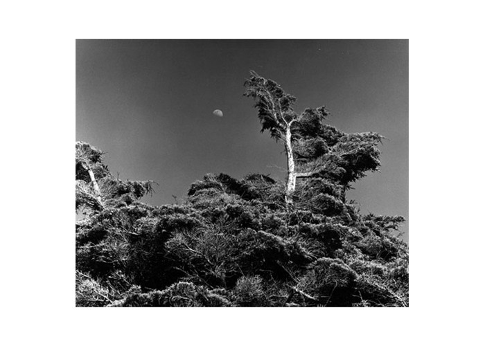 Lands End - Cypress and Moon