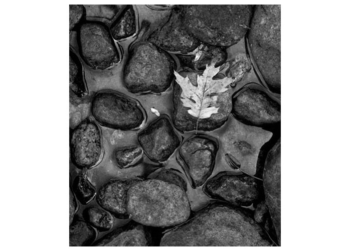 Leaf on Rocks - Bridalveil Creek