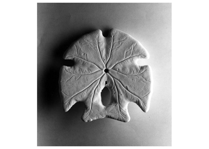 Sand Dollar Two