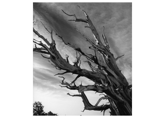 Sweeping Clouds and Bristlecone Tree