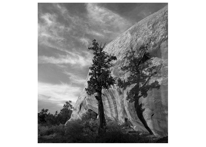 Tree and Shadow Utah
